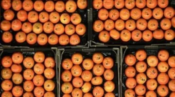 تفاوت ملحوظ في أسعار الفاكهة بأسواق الأقصر مع وصول اليوسفي لثلاثين جنيهاً